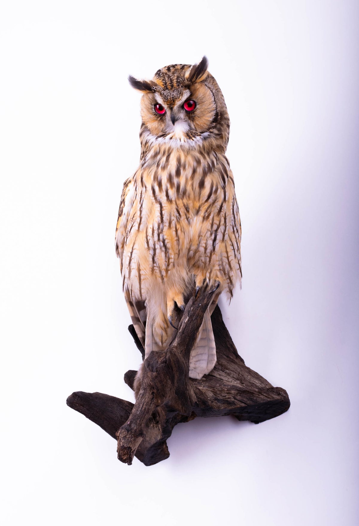 Hibou moyen-duc naturalisé pour fixation murale à vendre