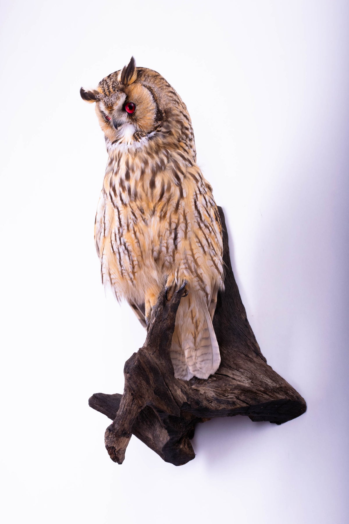 Hibou moyen-duc naturalisé pour fixation murale à vendre