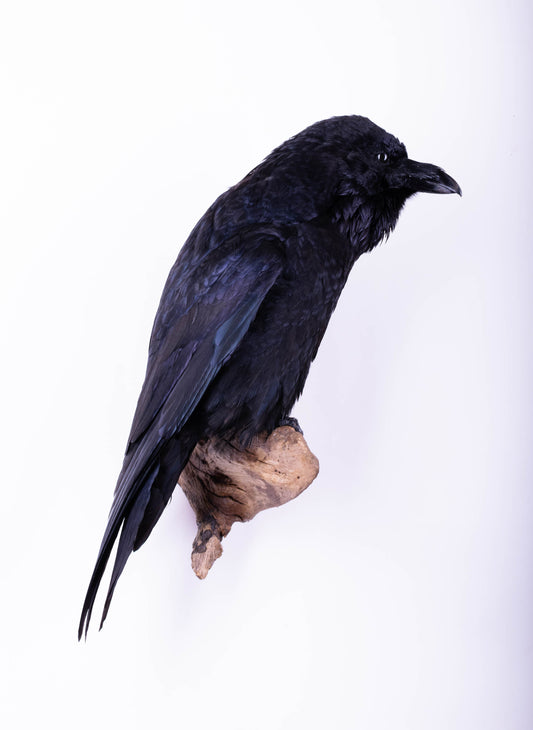 Raven Taxidermy Wall Mount