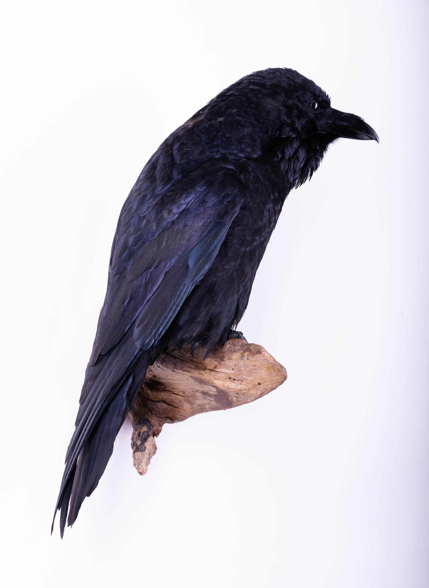 Raven Taxidermy Wall Mount
