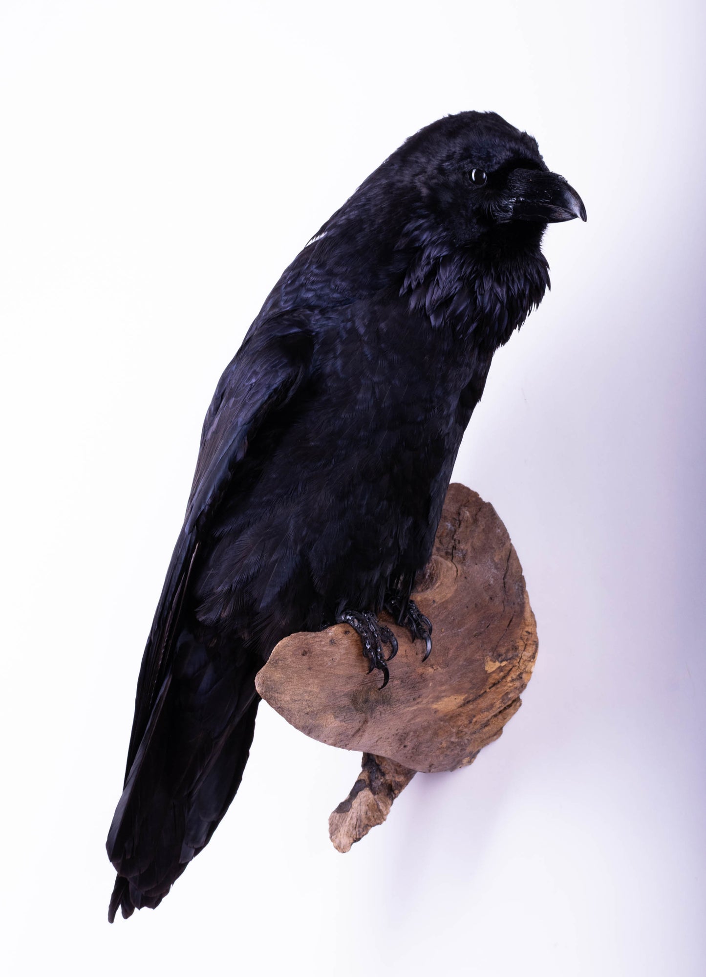 Raven Taxidermy Wall Mount