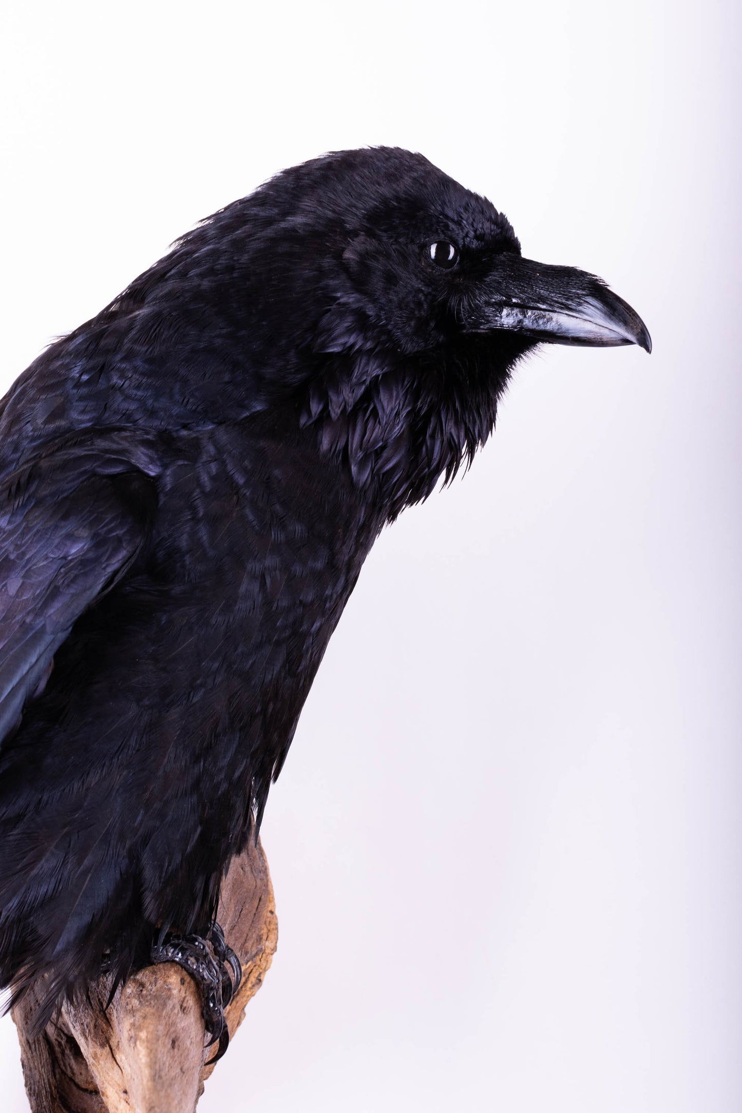 Raven Taxidermy Wall Mount
