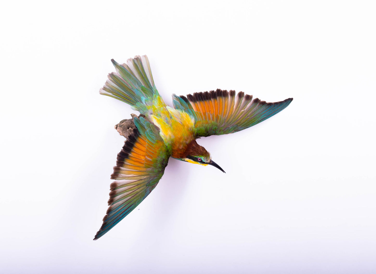Bee-eater Taxidermy Wall Mount Open Wings
