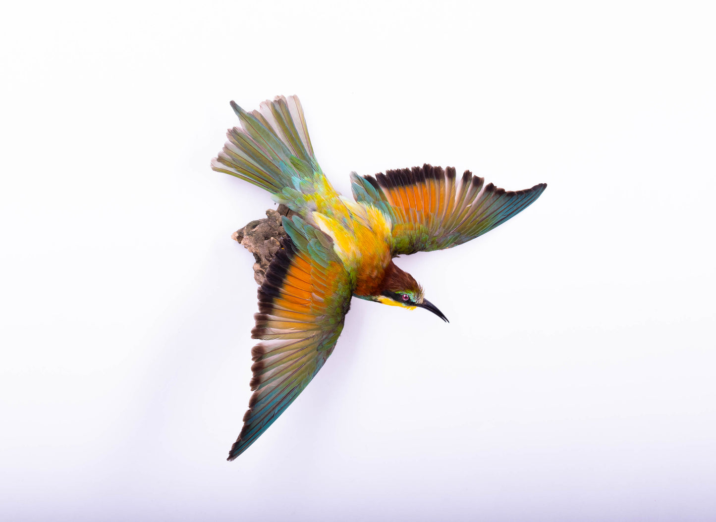 Bee-eater Taxidermy Wall Mount Open Wings