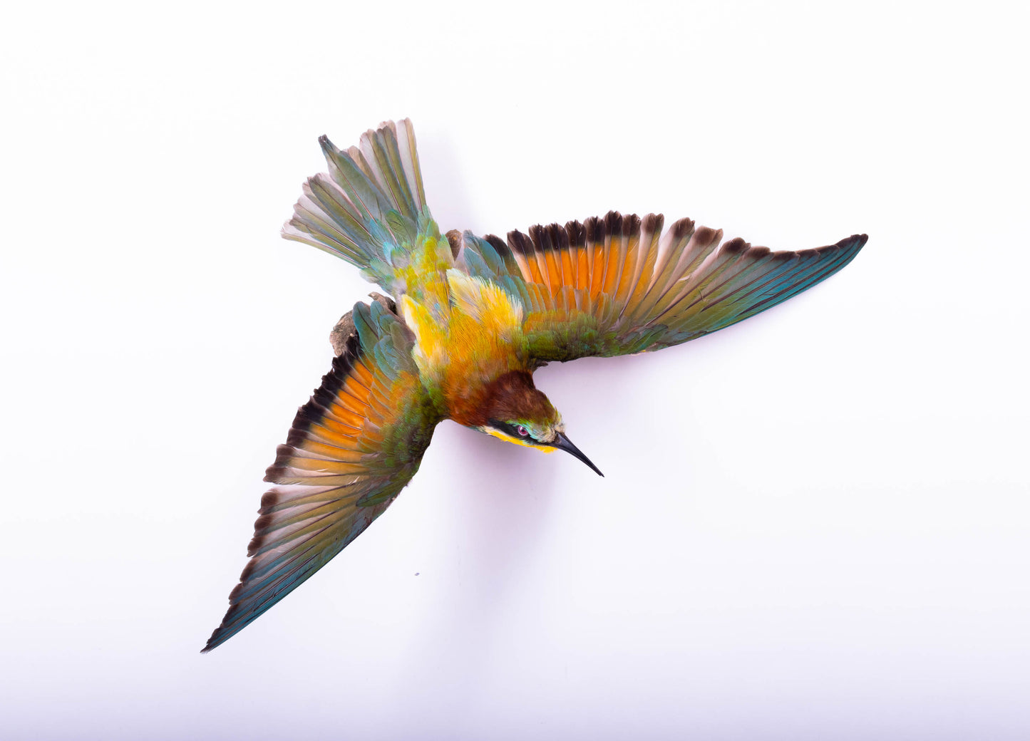Bee-eater Taxidermy Wall Mount Open Wings