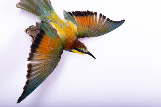 Bee-eater Taxidermy Wall Mount Open Wings