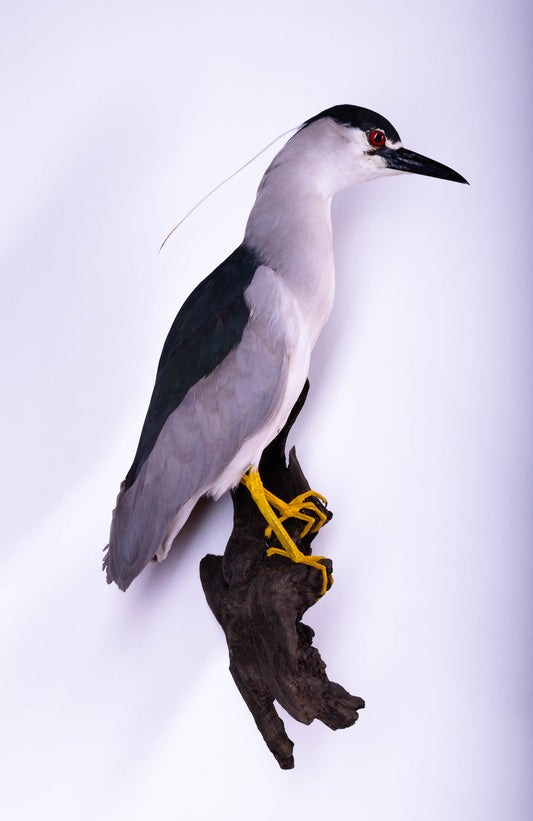 Black-crowned Night Heron Taxidermy Wall Mount