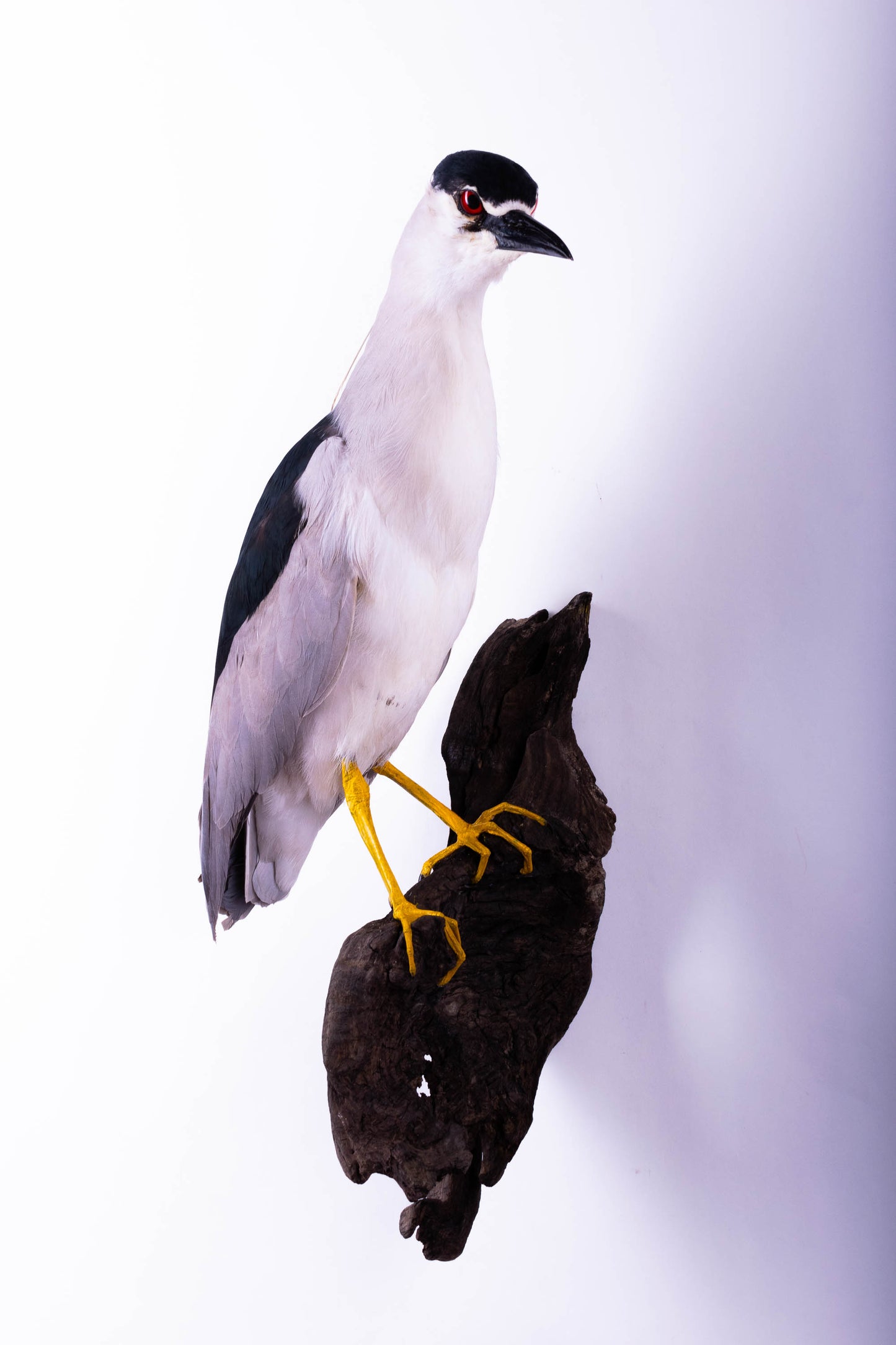 Black-crowned Night Heron Taxidermy Wall Mount