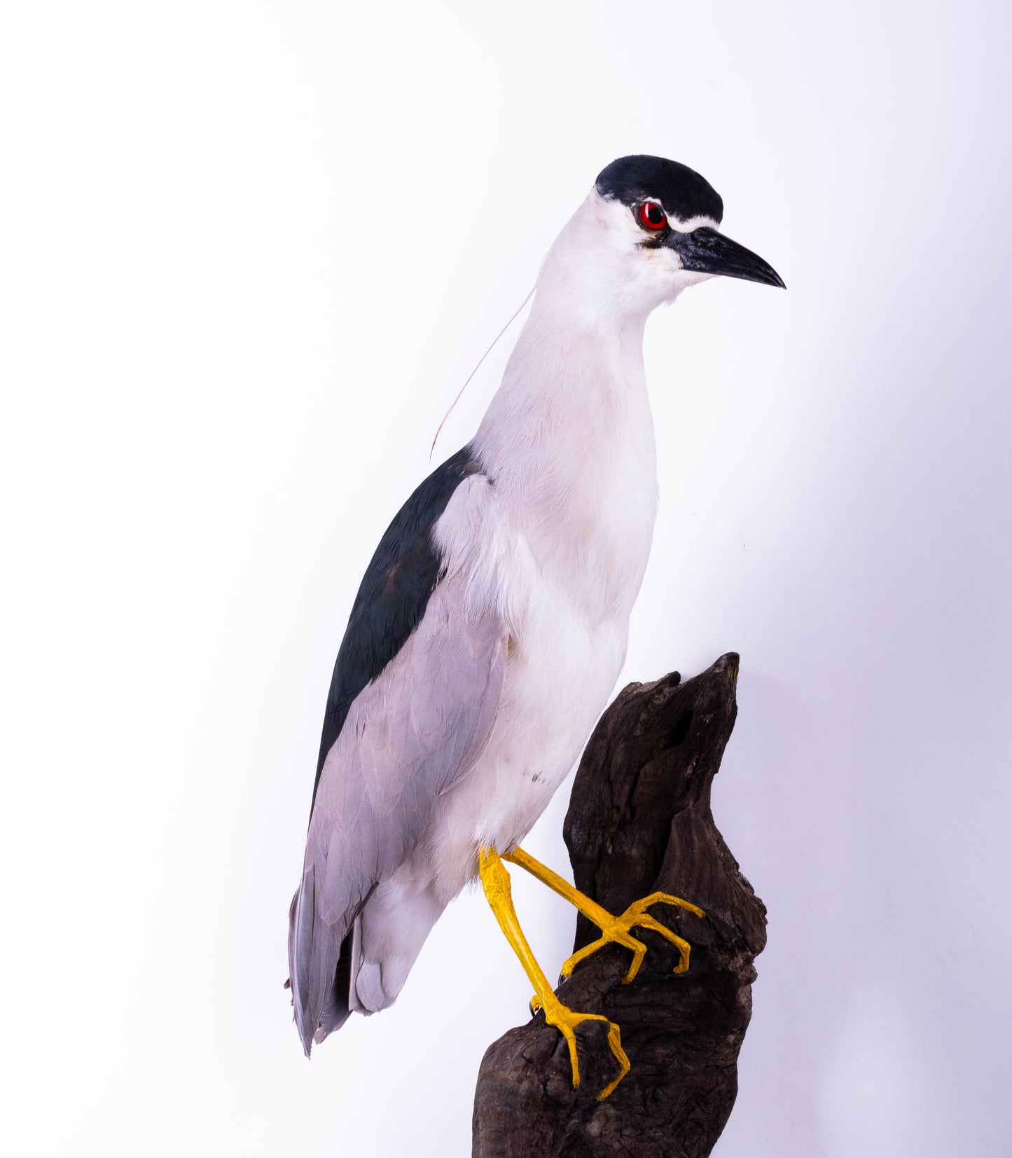 Black-crowned Night Heron Taxidermy Wall Mount