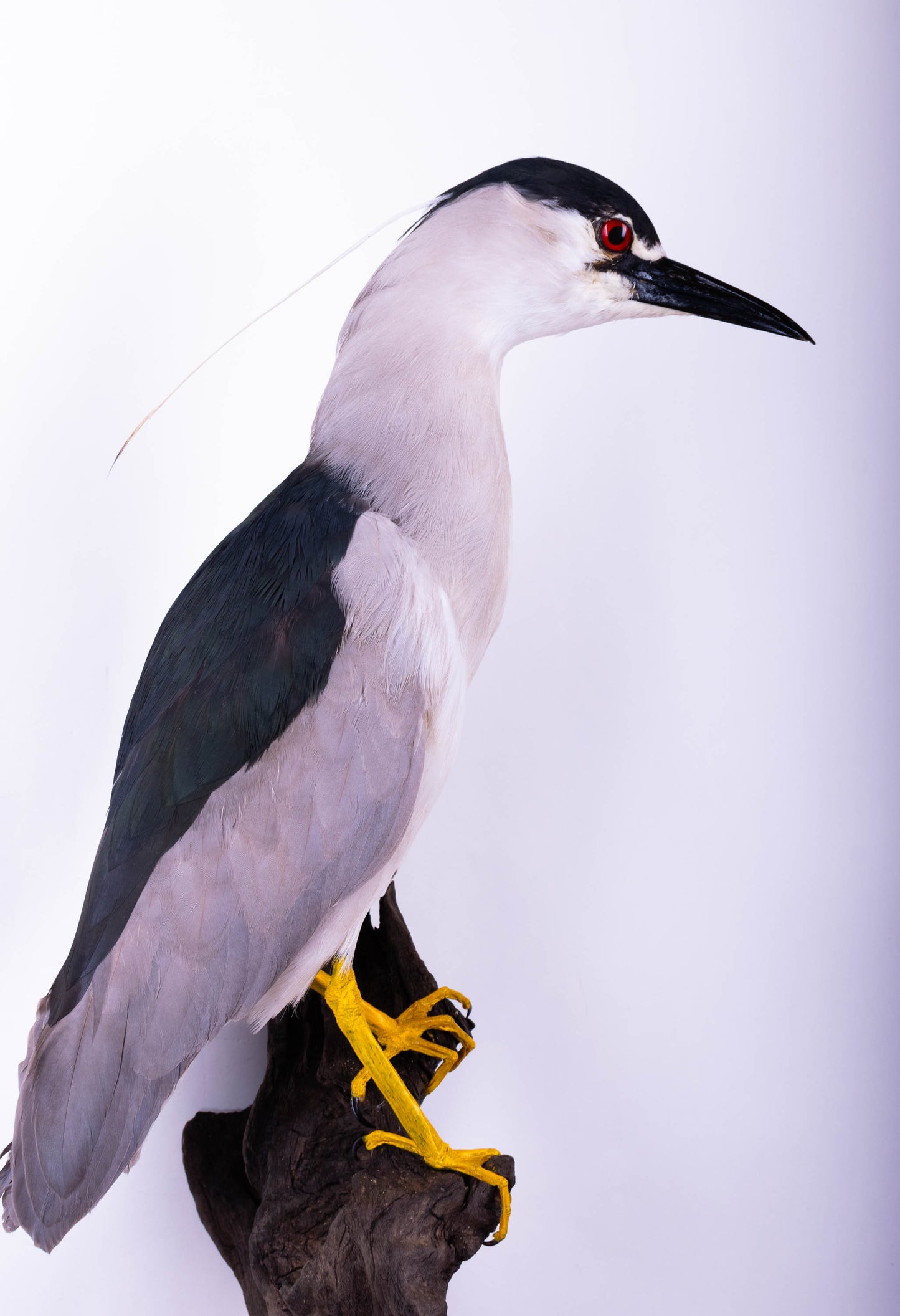 Black-crowned Night Heron Taxidermy Wall Mount