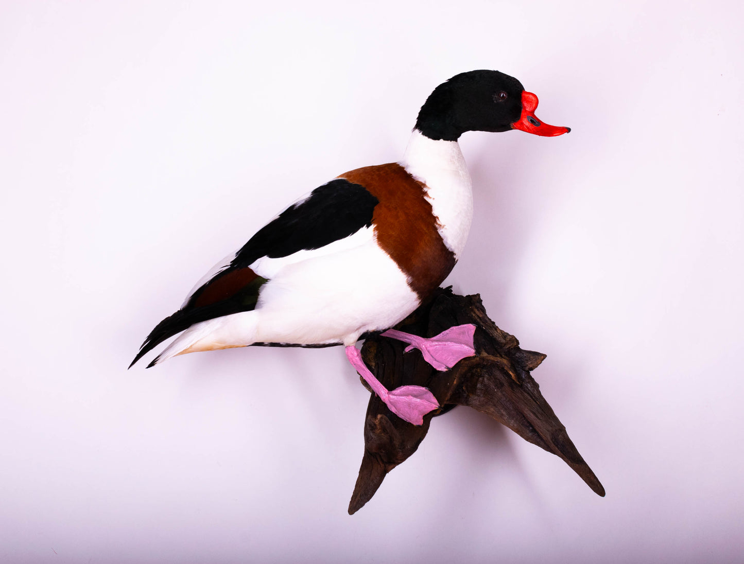 Shelduck Taxidermy Wall Mount
