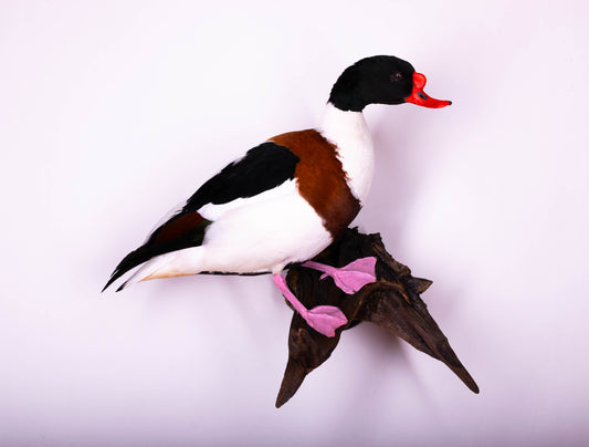 Shelduck Taxidermy Wall Mount