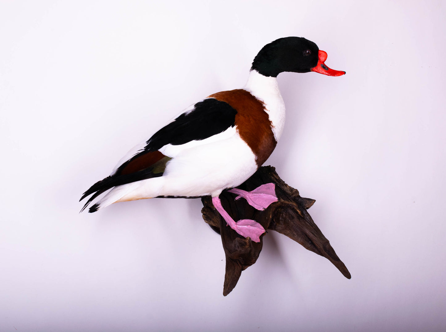 Shelduck Taxidermy Wall Mount