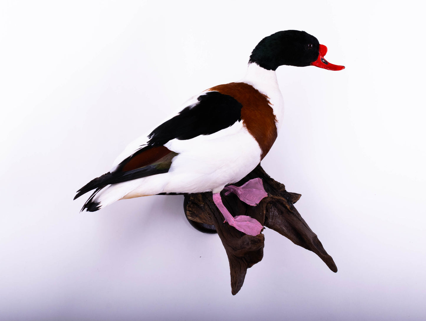 Shelduck Taxidermy Wall Mount