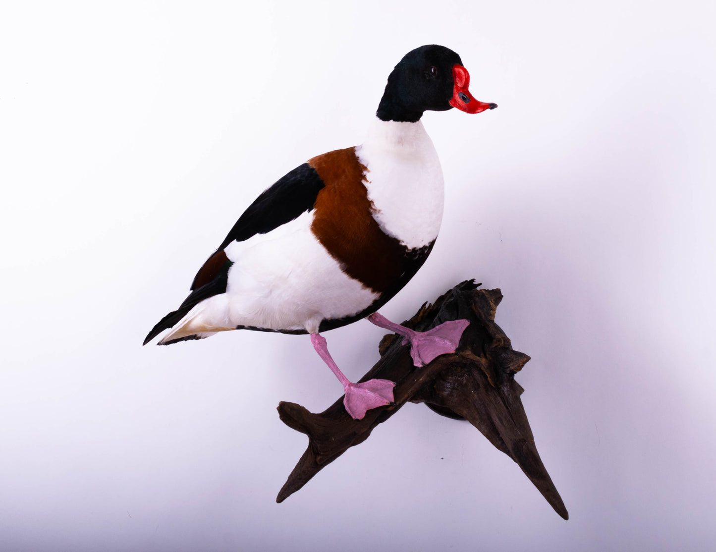 Shelduck Taxidermy Wall Mount