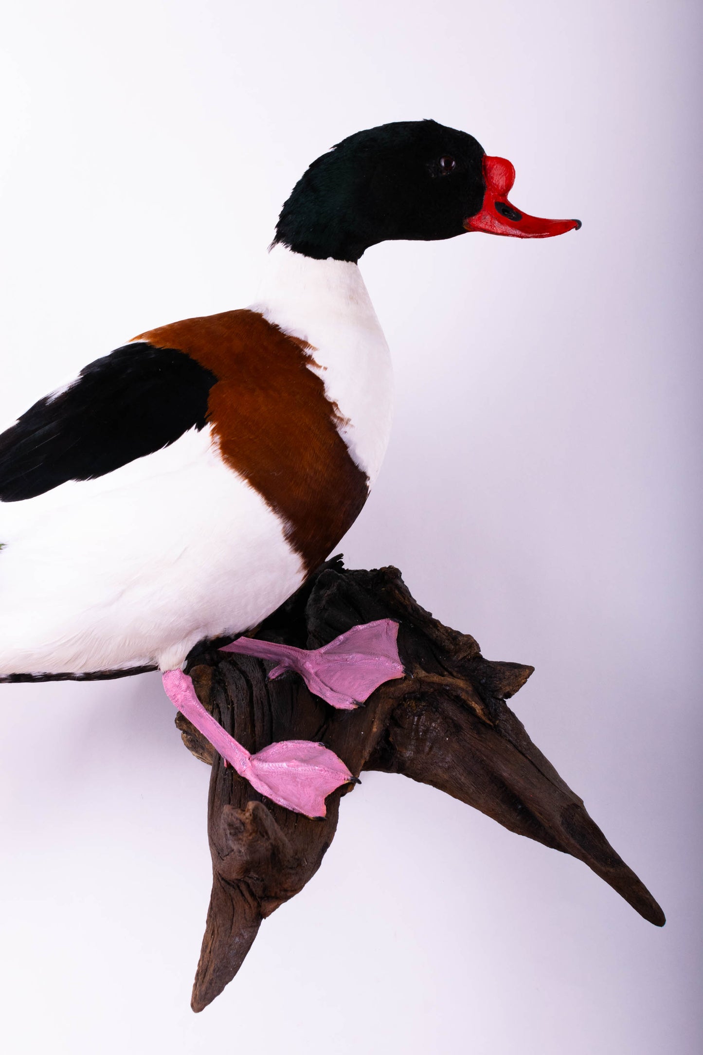 Shelduck Taxidermy Wall Mount