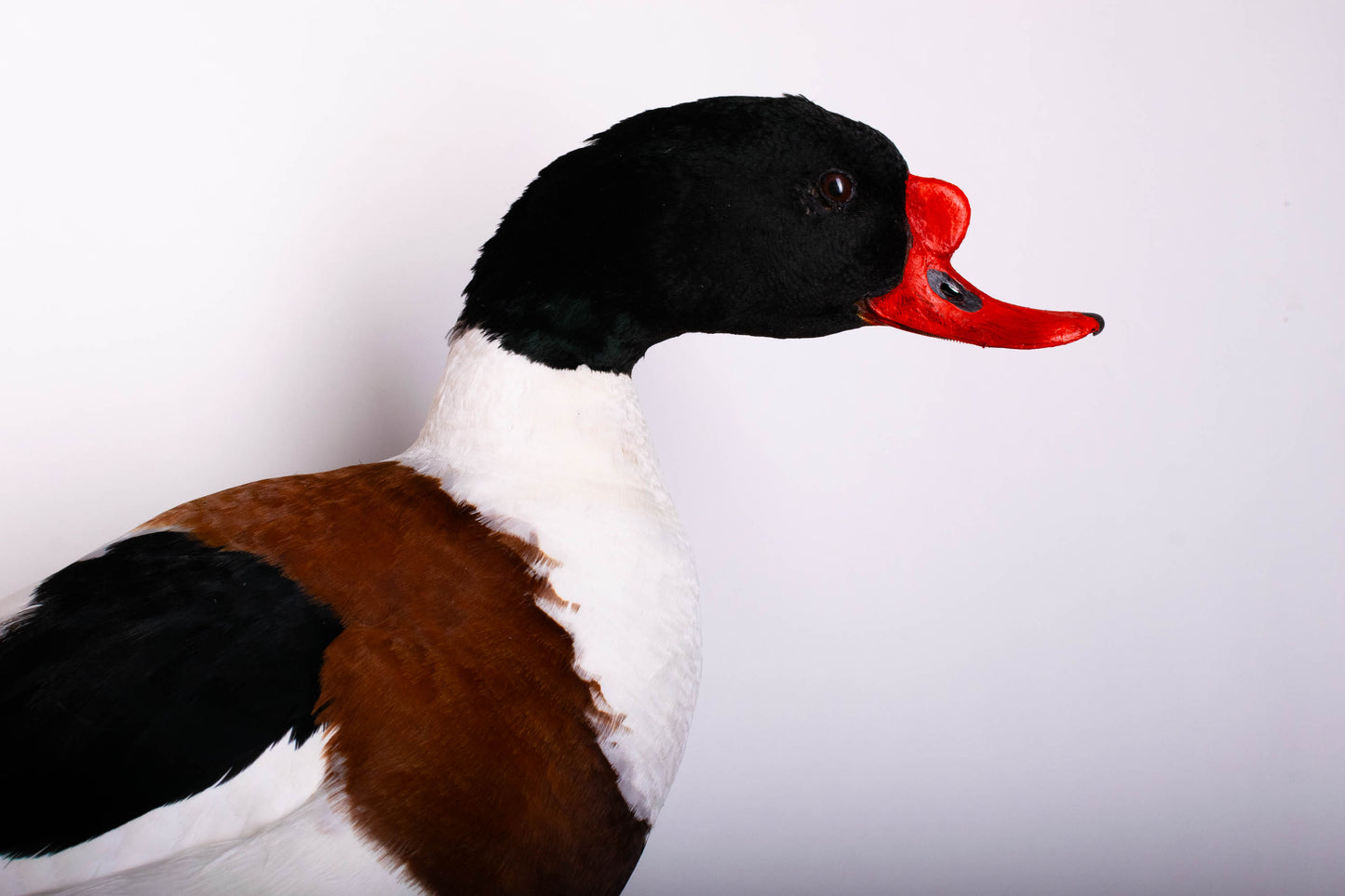 Shelduck Taxidermy Wall Mount