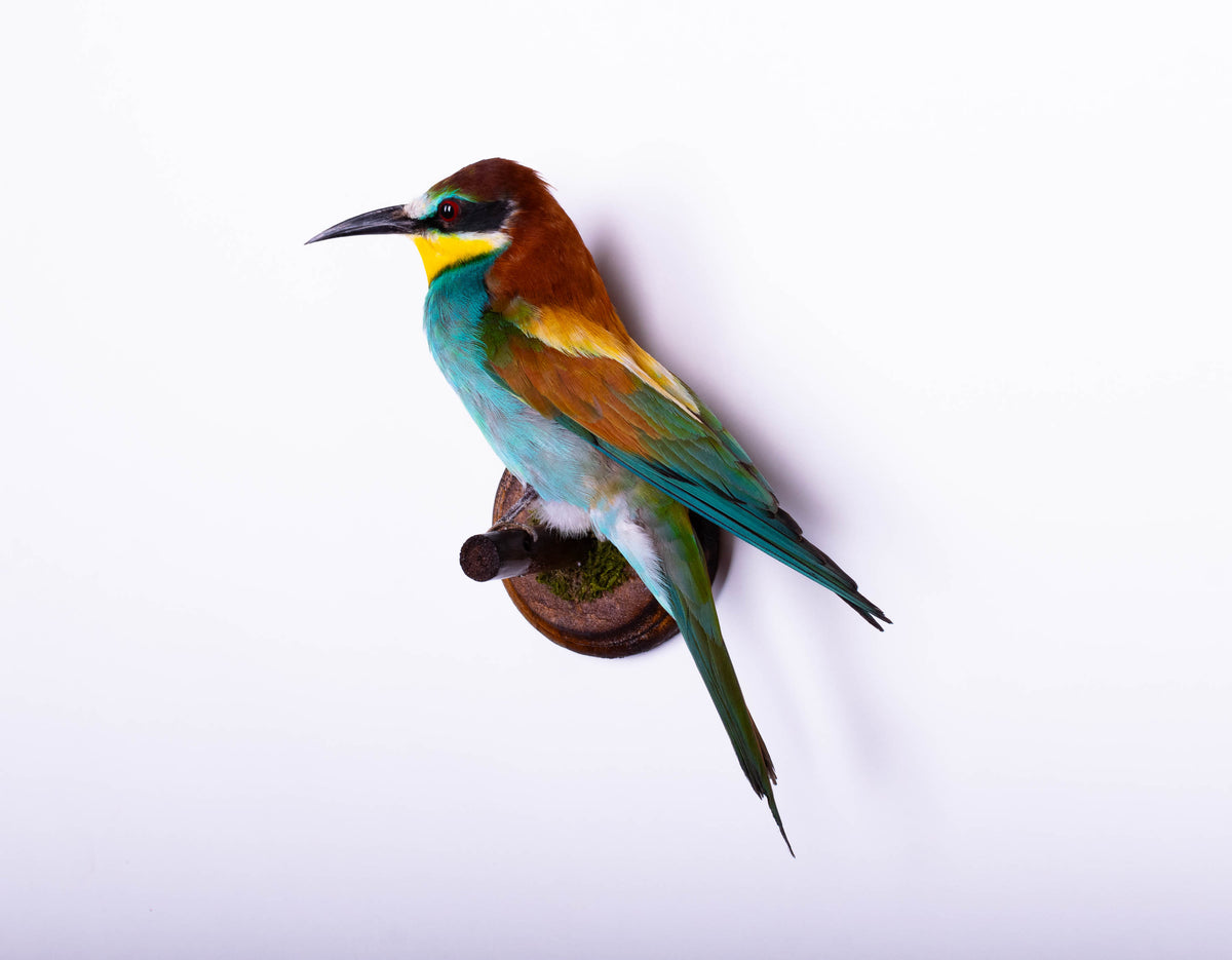 Montage mural de taxidermie de Guêpier à vendre