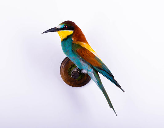 Bee-eater Taxidermy Wall Mount