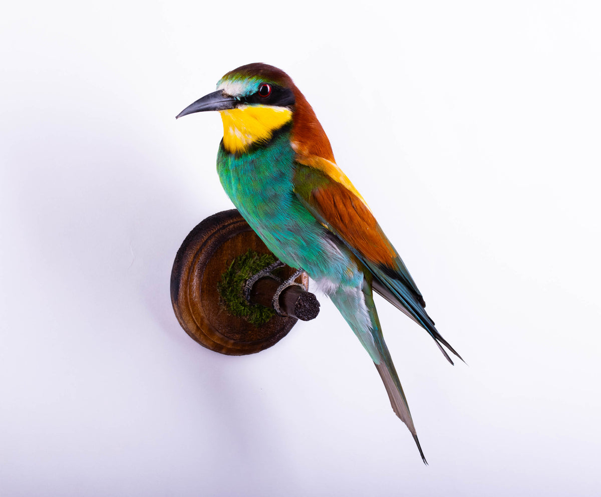 Bee-eater Taxidermy Wall Mount
