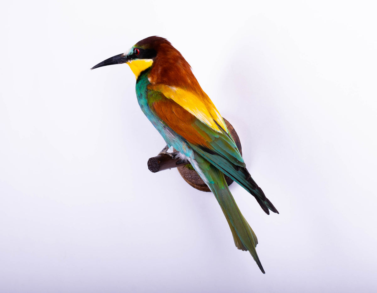 Bee-eater Taxidermy Wall Mount