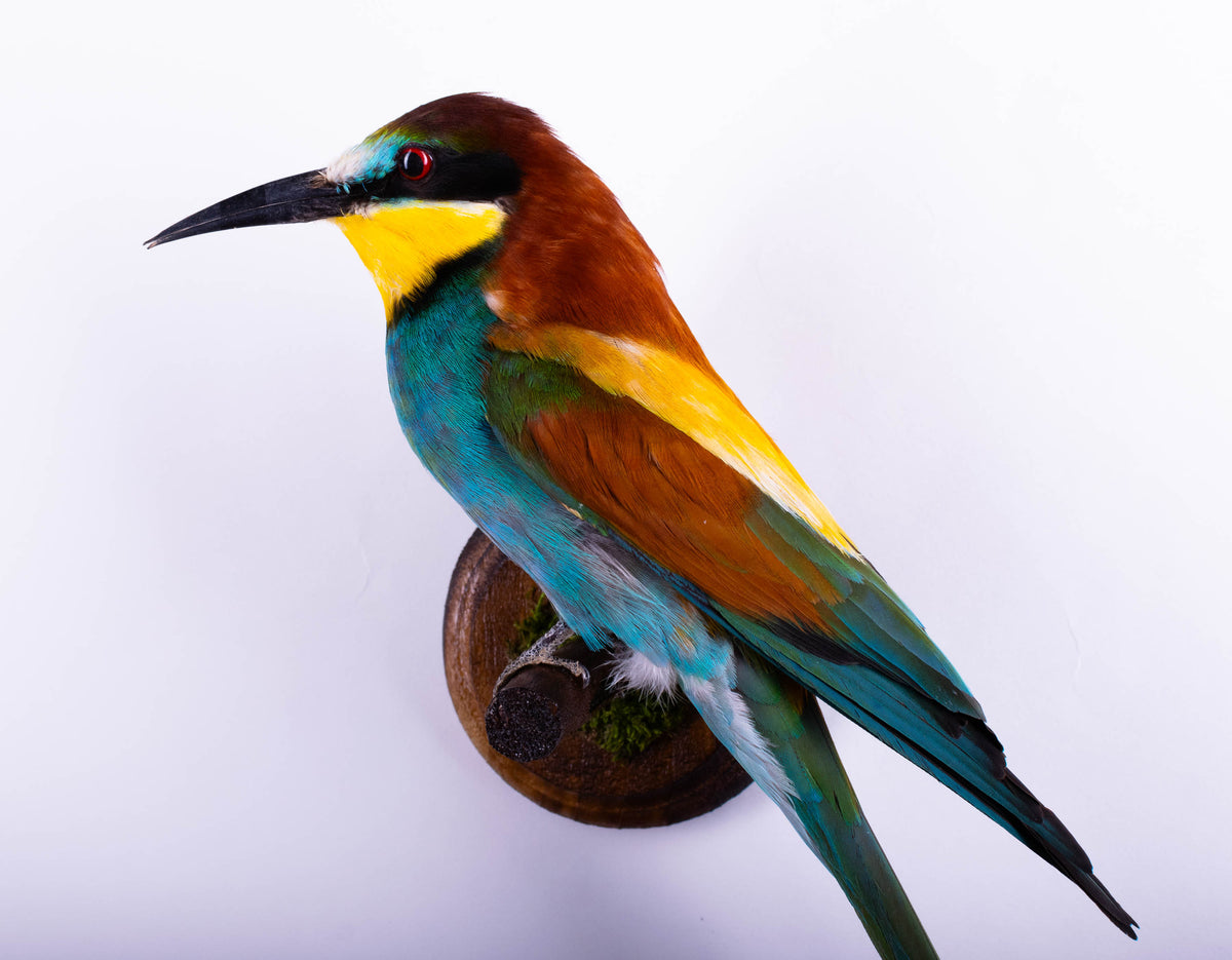 Bee-eater Taxidermy Wall Mount