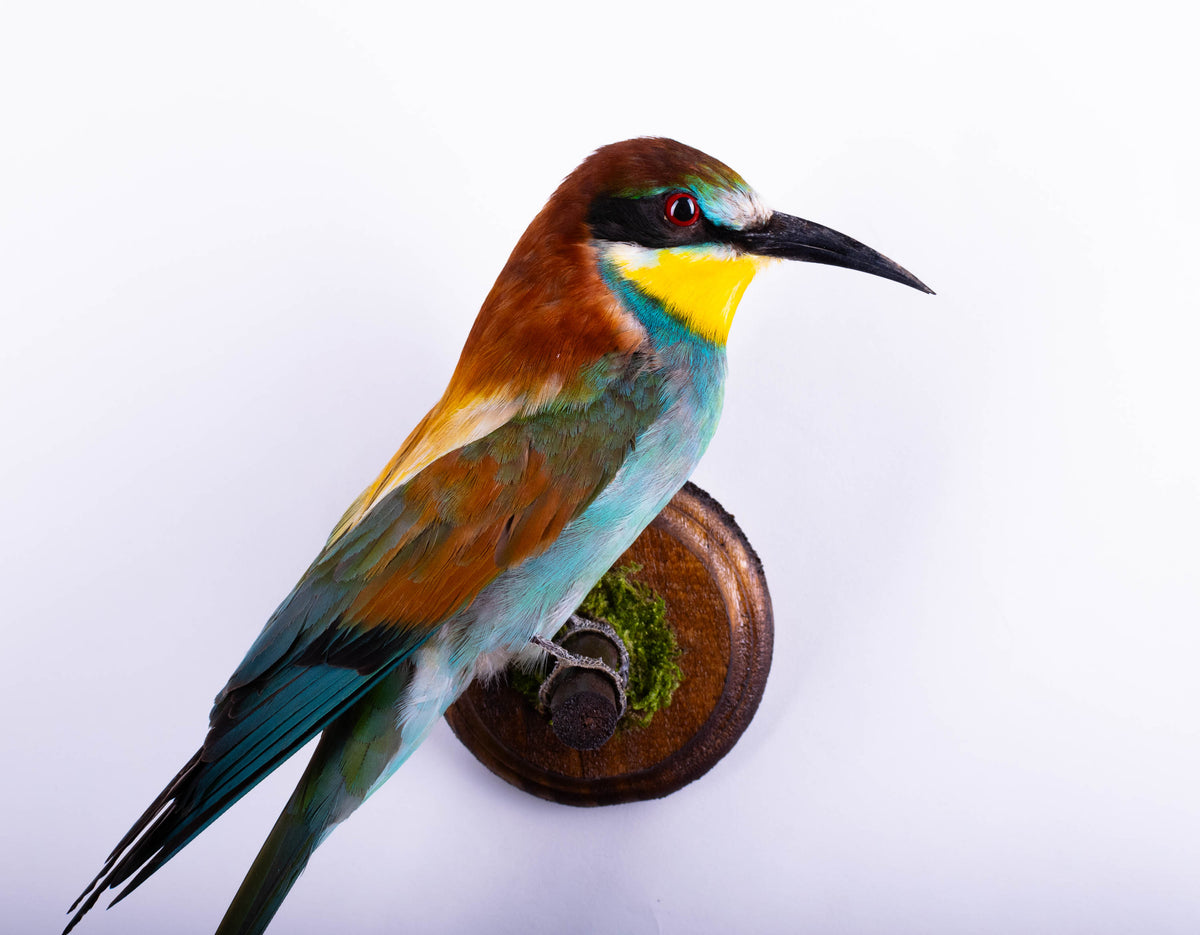 Montage Mural De Taxidermie De Guêpier À Vendre