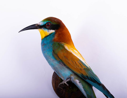 Bee-eater Taxidermy Wall Mount