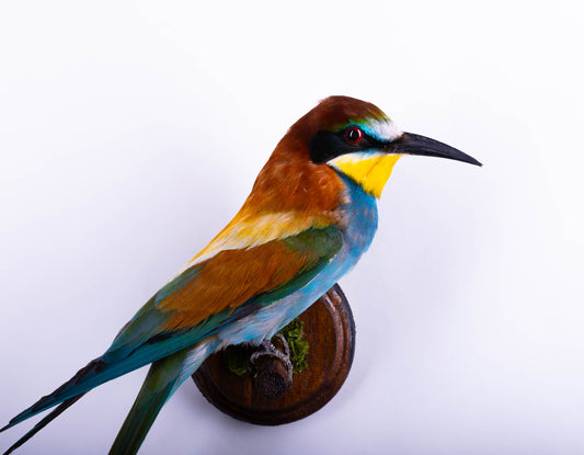 Bee-eater Taxidermy Wall Mount For Sale