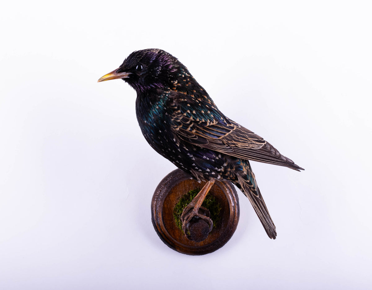 Support mural de taxidermie d'étourneau à vendre
