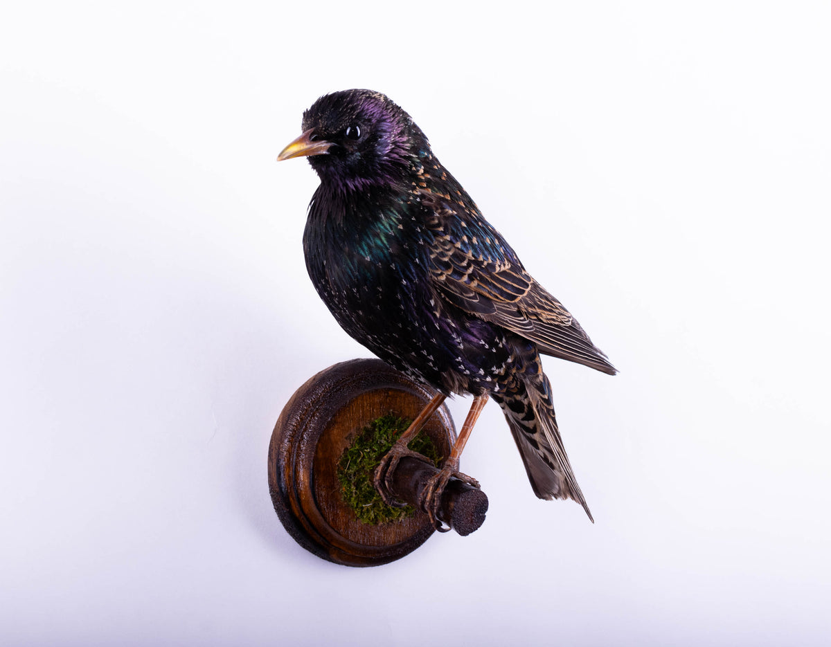 Support mural de taxidermie d'étourneau à vendre