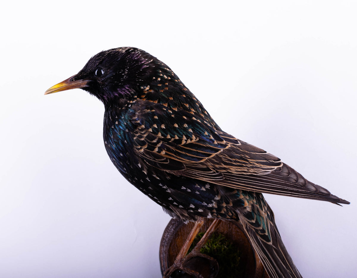 Support mural de taxidermie d'étourneau à vendre