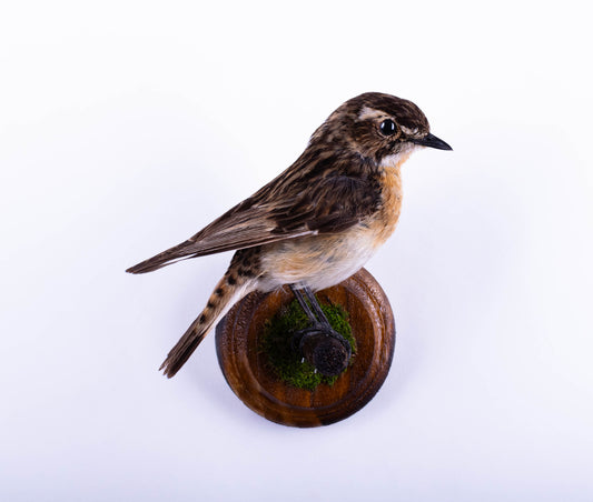 Whinchat Taxidermy Wall Mount