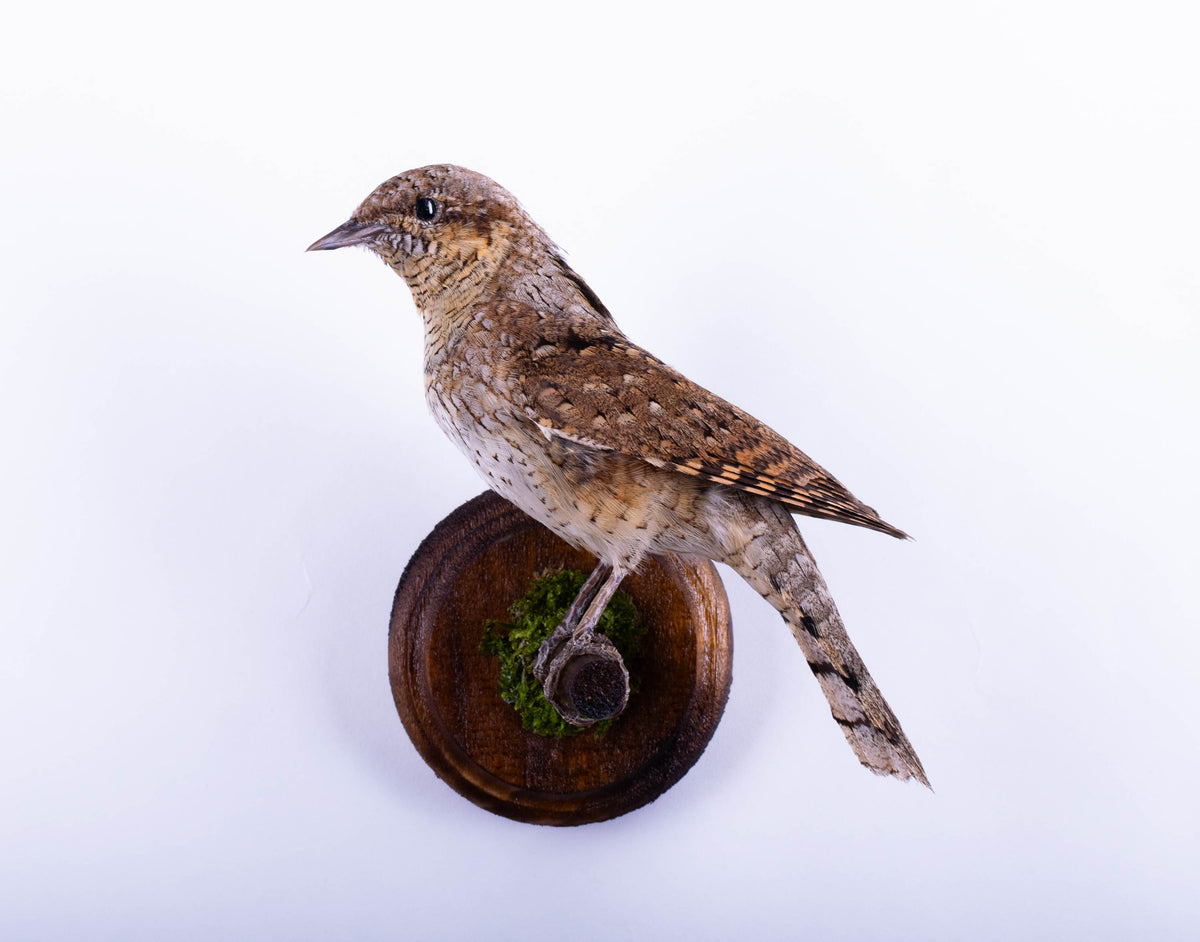 Montage Mural De Taxidermie De Guêpier À Vendre