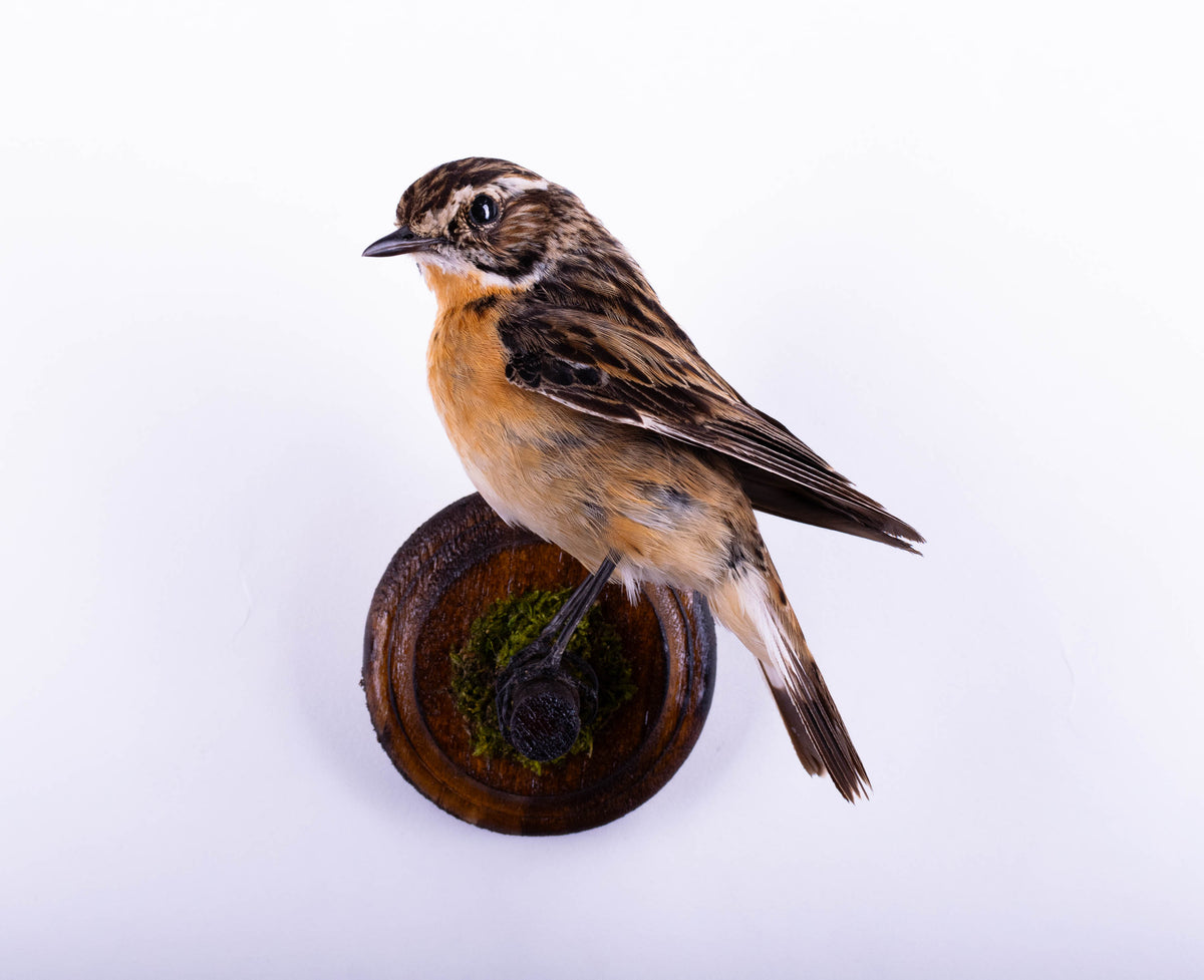 Taxidermy Whinchat Wall Mount