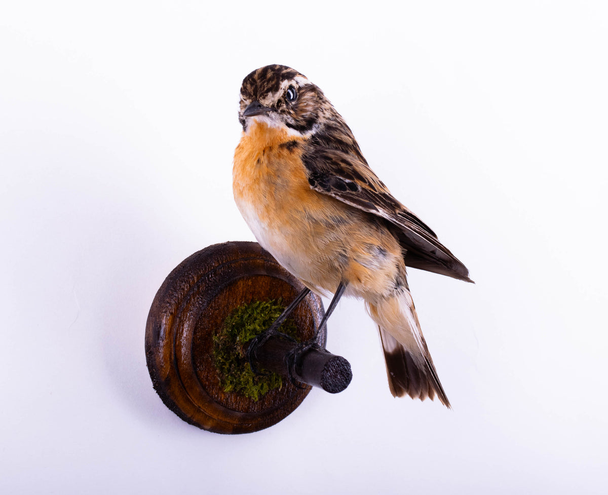 Taxidermy Whinchat Wall Mount