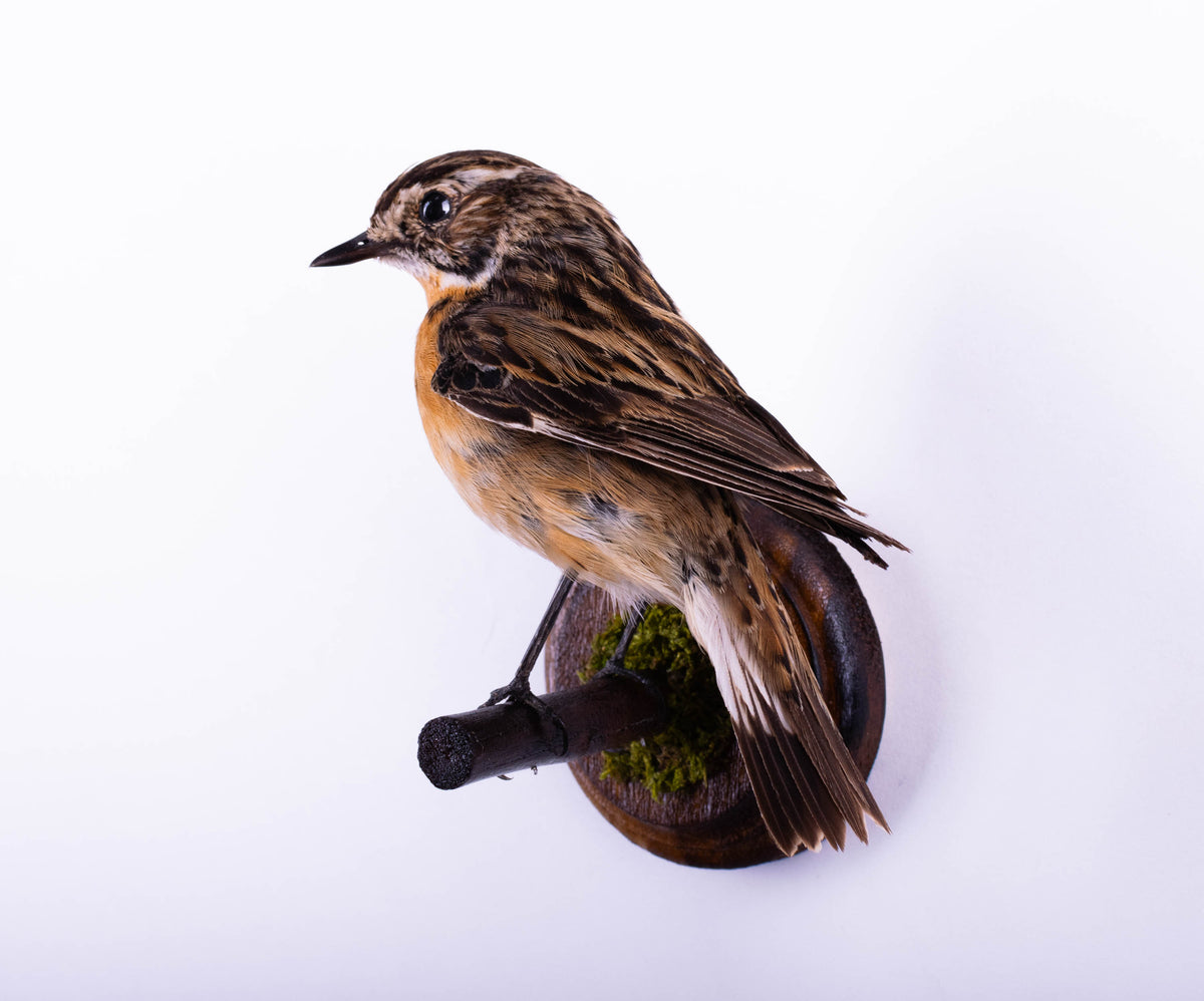Taxidermy Whinchat Wall Mount