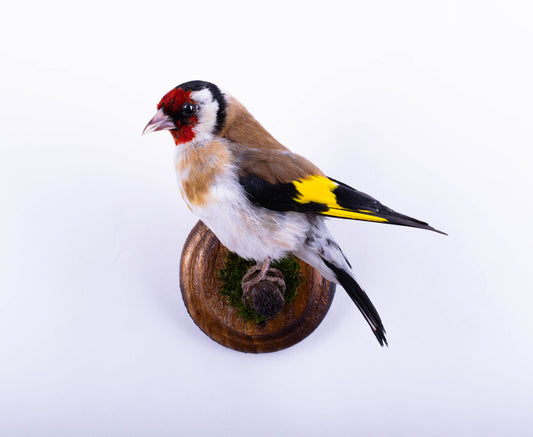 Goldfinch Taxidermy Wall Mount
