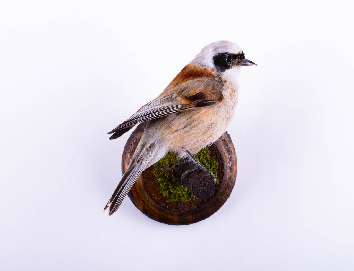 Montage Mural De Taxidermie De Guêpier À Vendre