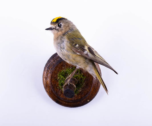 Goldcrest Taxidermy Wall Mount