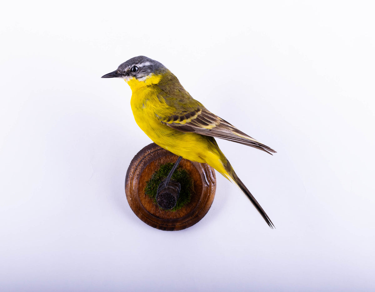 Yellow Wagtail Taxidermy Wall Mount