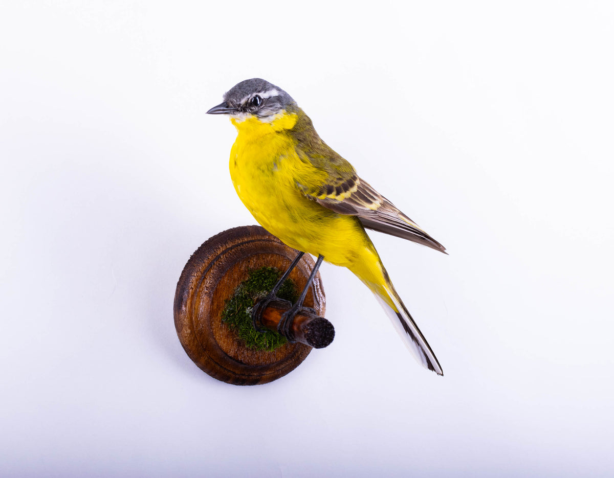 Yellow Wagtail Taxidermy Wall Mount