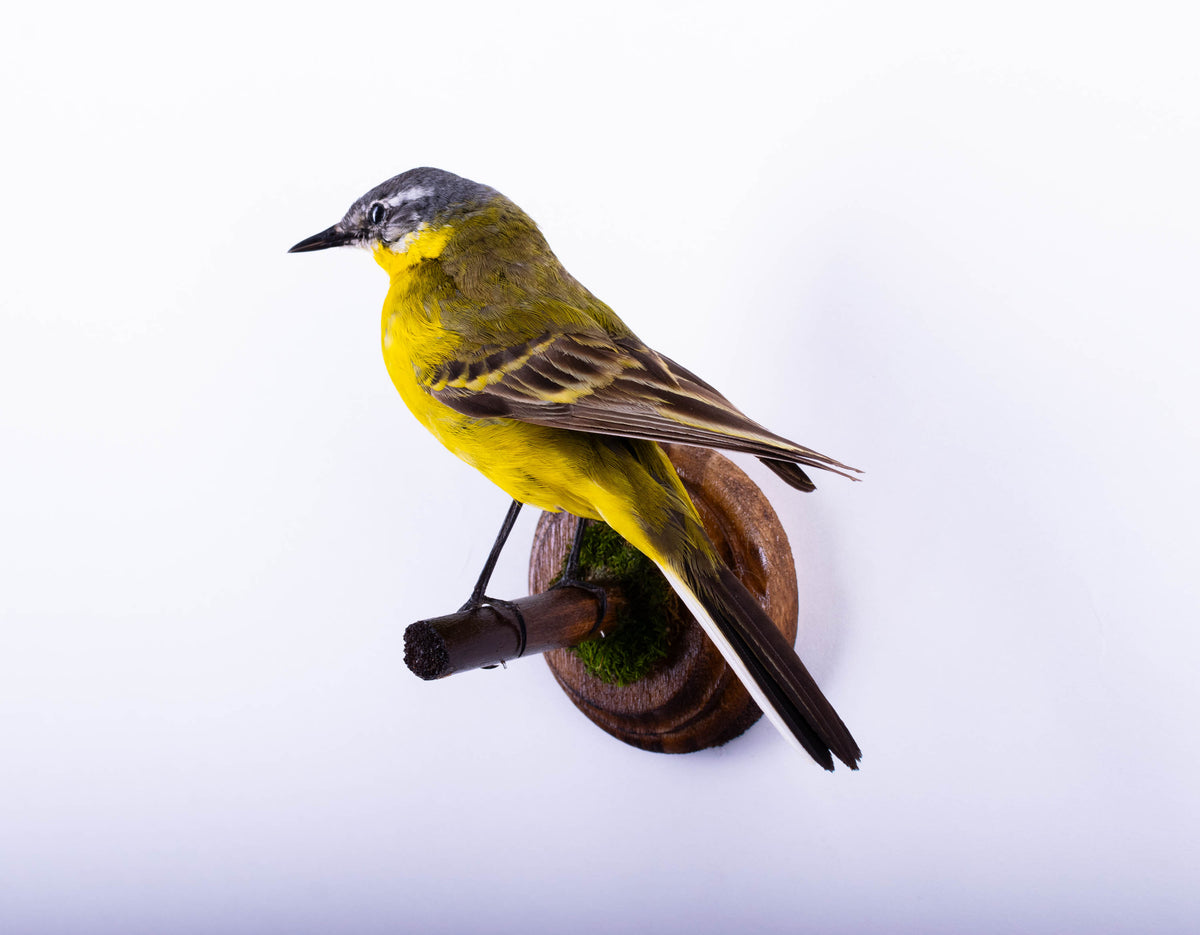 Yellow Wagtail Taxidermy Wall Mount
