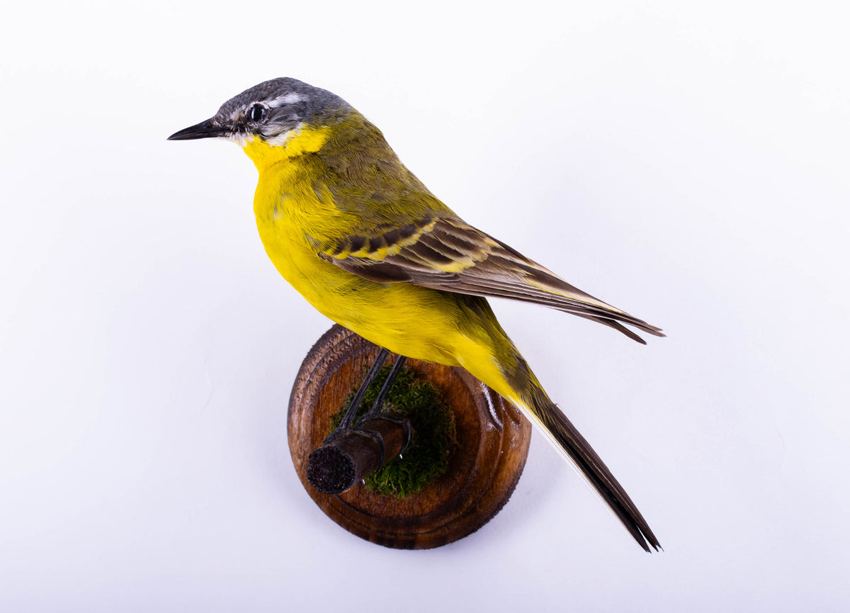Yellow Wagtail Taxidermy Wall Mount