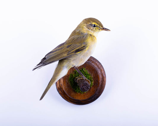 Taxidermy Chiffchaff Wall Mount For Sale