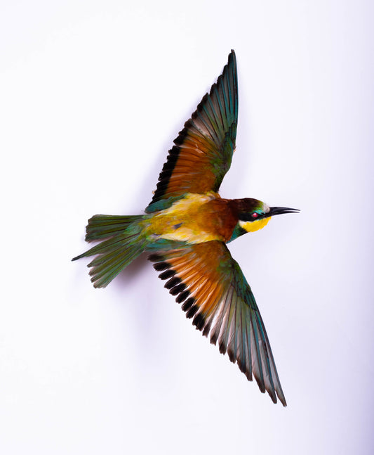 Bee-eater Taxidermy Wall Mount Open Wings
