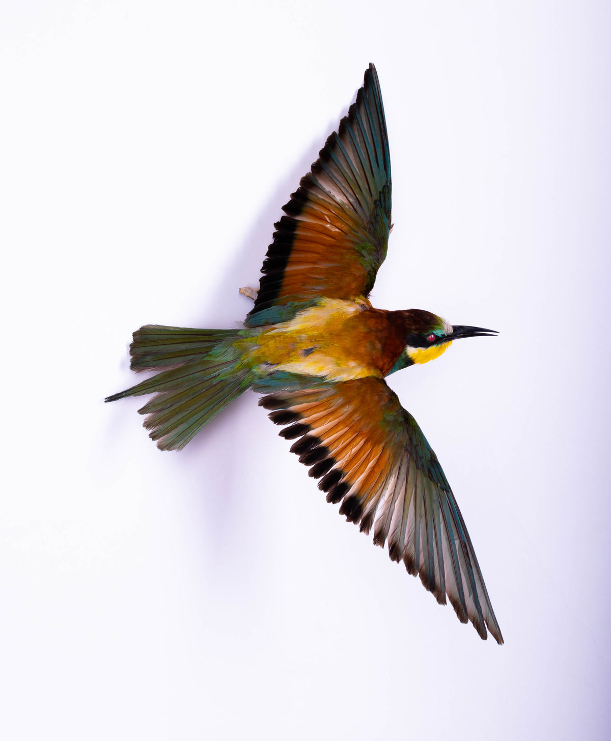 Bee-eater Taxidermy Wall Mount Open Wings
