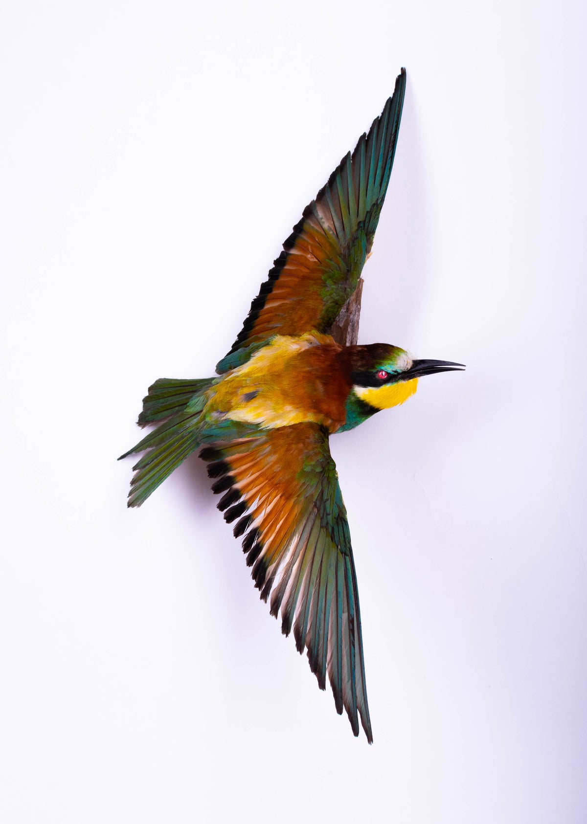 Bee-eater Taxidermy Wall Mount Open Wings
