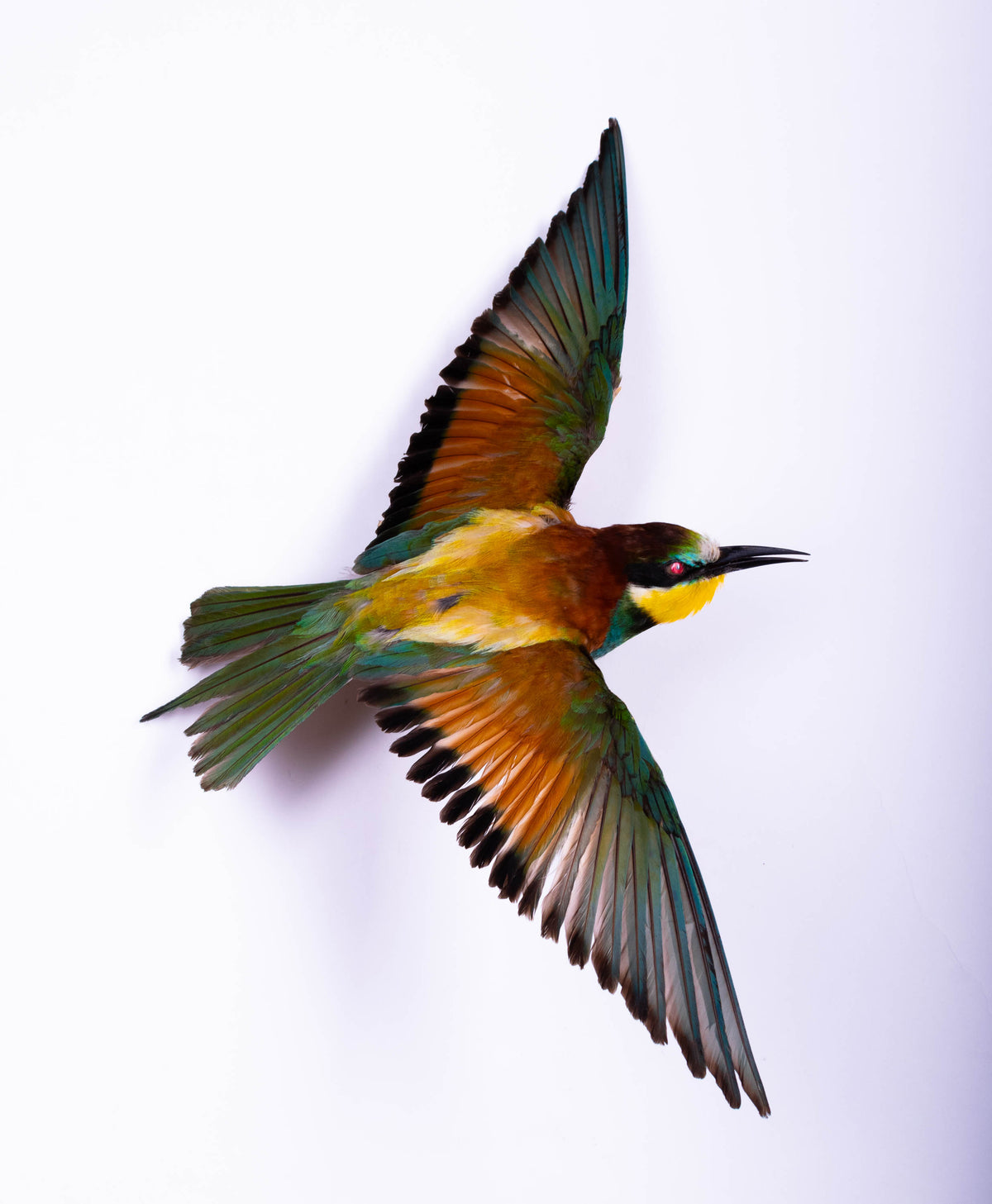 Bee-eater Taxidermy Wall Mount Open Wings