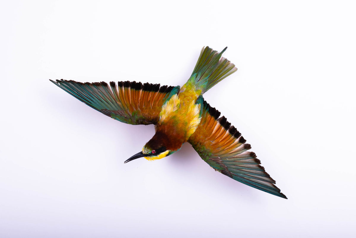 Bee-eater Taxidermy Open Wings Wall Mount